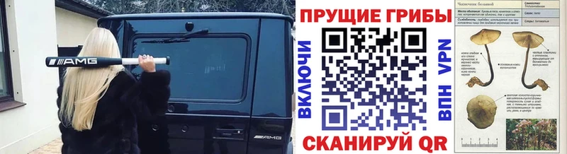 Псилоцибиновые грибы Psilocybe  Купить закладки  Балашов 